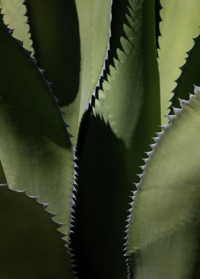 1003_natelee_cocks_75_karoo_greens_south_africa.jpg
