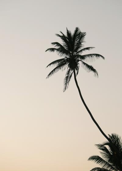 1014_natelee_cocks_75_evening_sun_srilanka.jpg