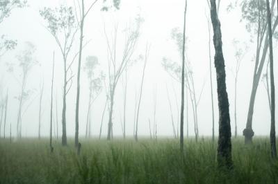 319_misty_eucaliptus.jpg