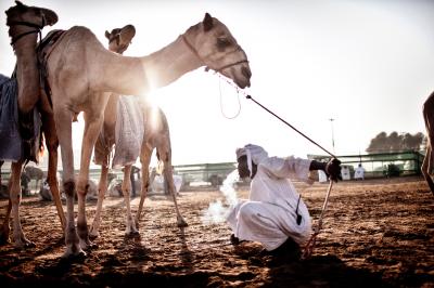 Print art: Ras Al Khaimah camel track